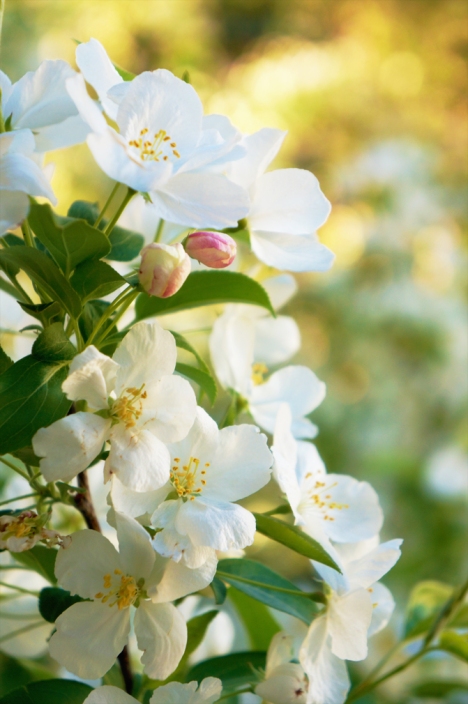 Apple Blossoms 5-5-13